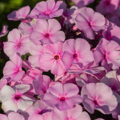 Phlox paniculata 'Famous Light Pink'